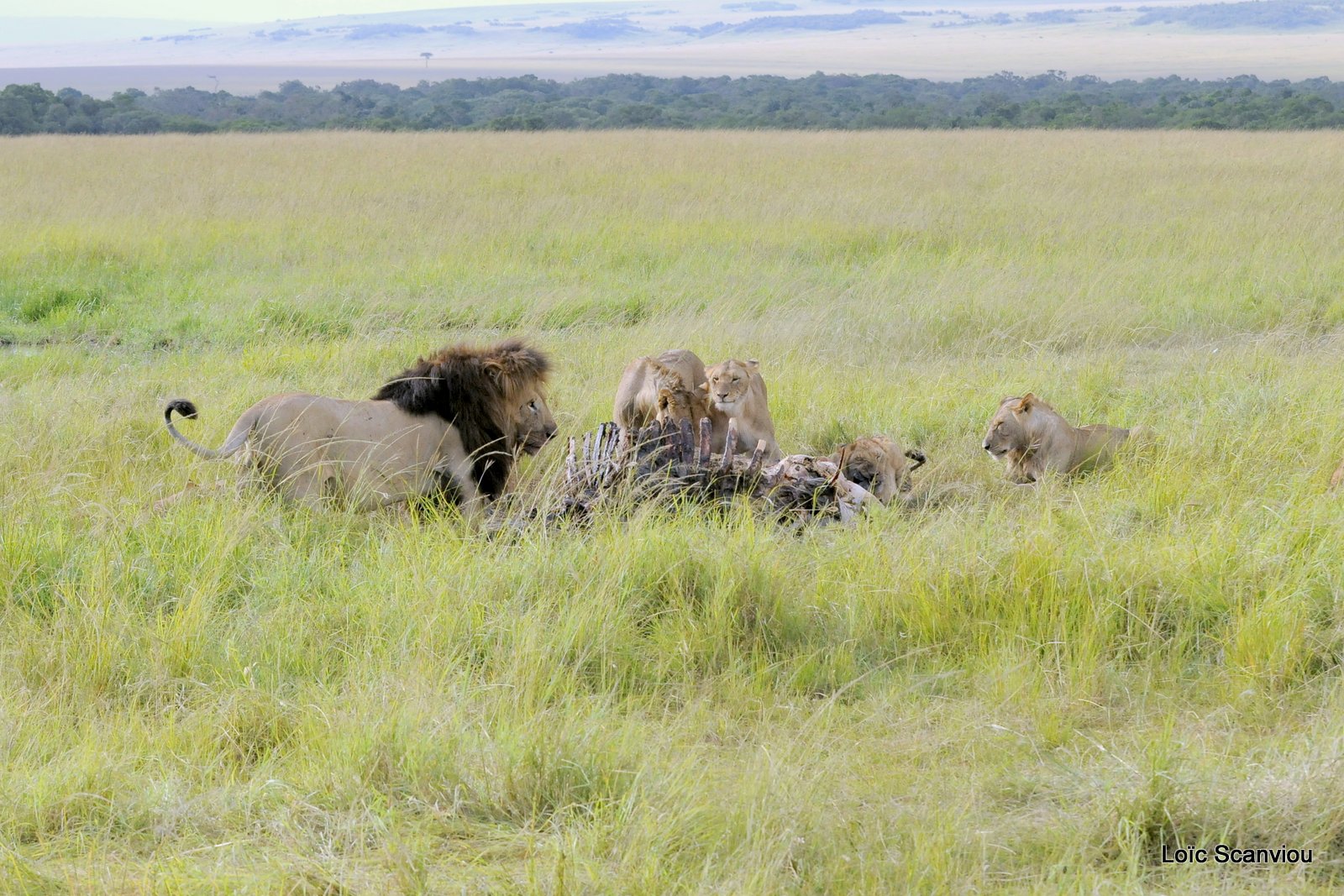 Repas de lion/Lion eating (1)