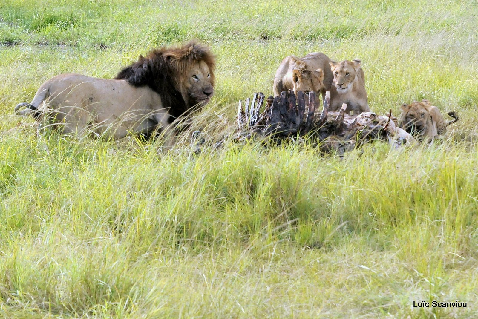 Repas de lion/Lion eating (2)