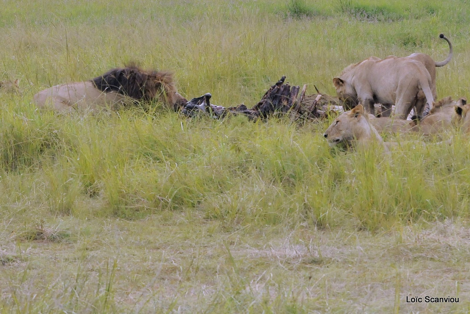 Repas de lion/Lion eating (3)