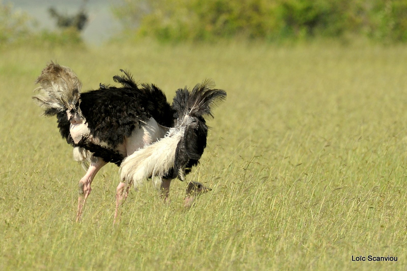 Autruche/Ostrich (2)