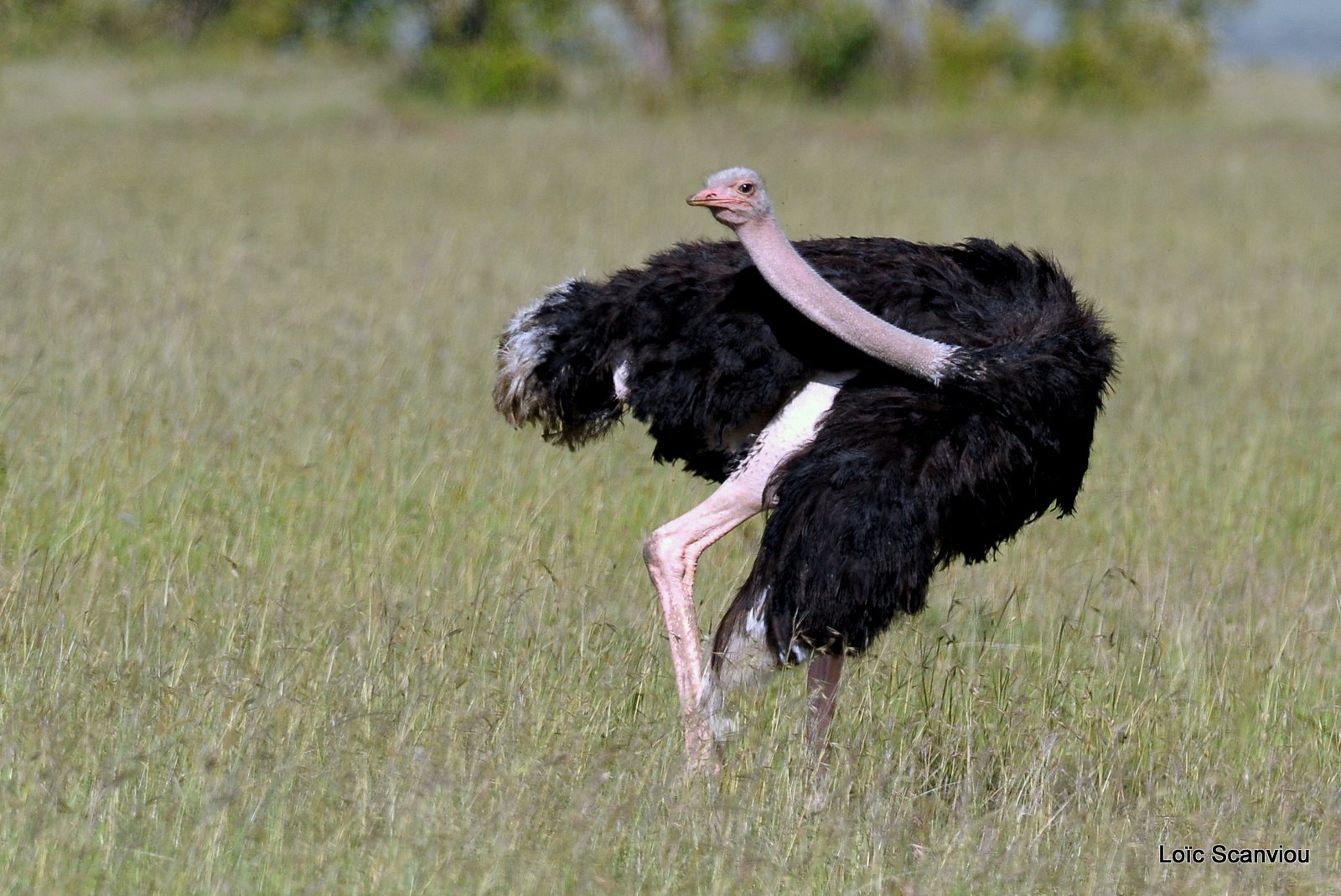 Autruche/Ostrich (4)