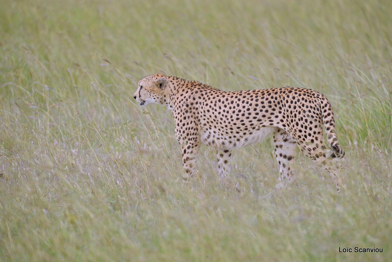 Guépard/Cheetah (4)