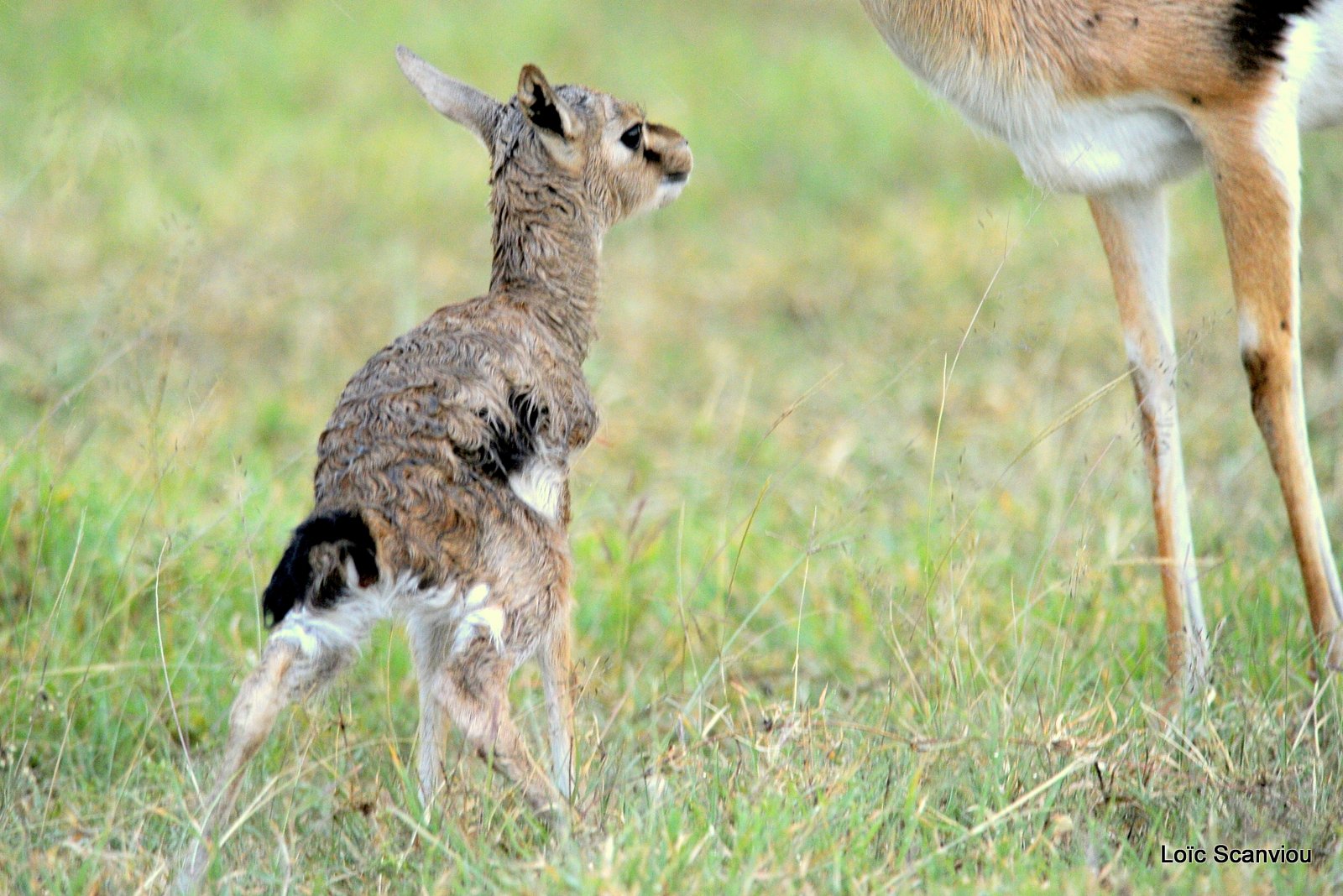 Gazelle de Thomson (1)