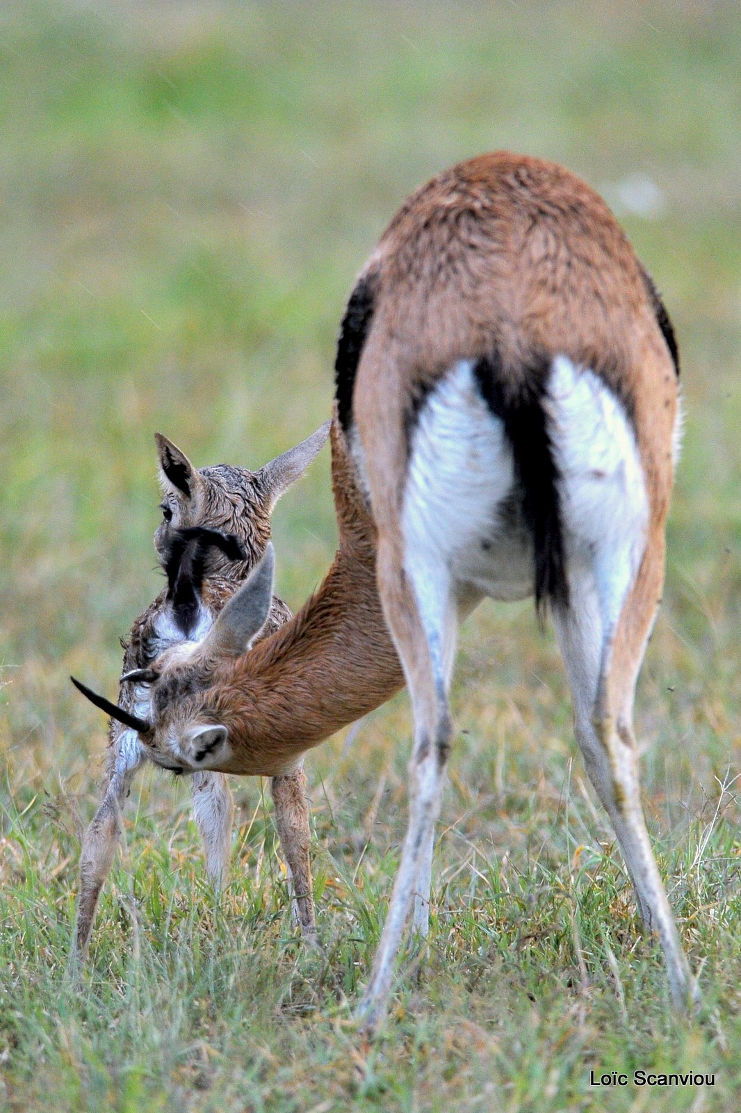 Gazelle de Thomson (2)