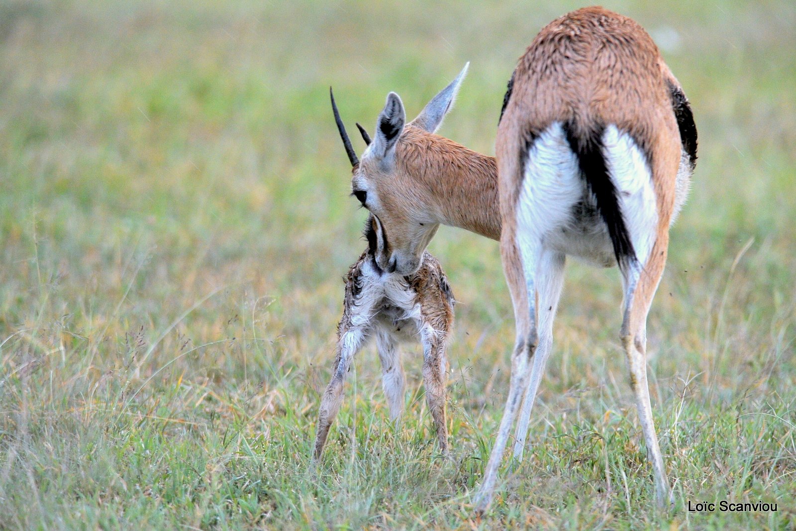 Gazelle de Thomson (3)