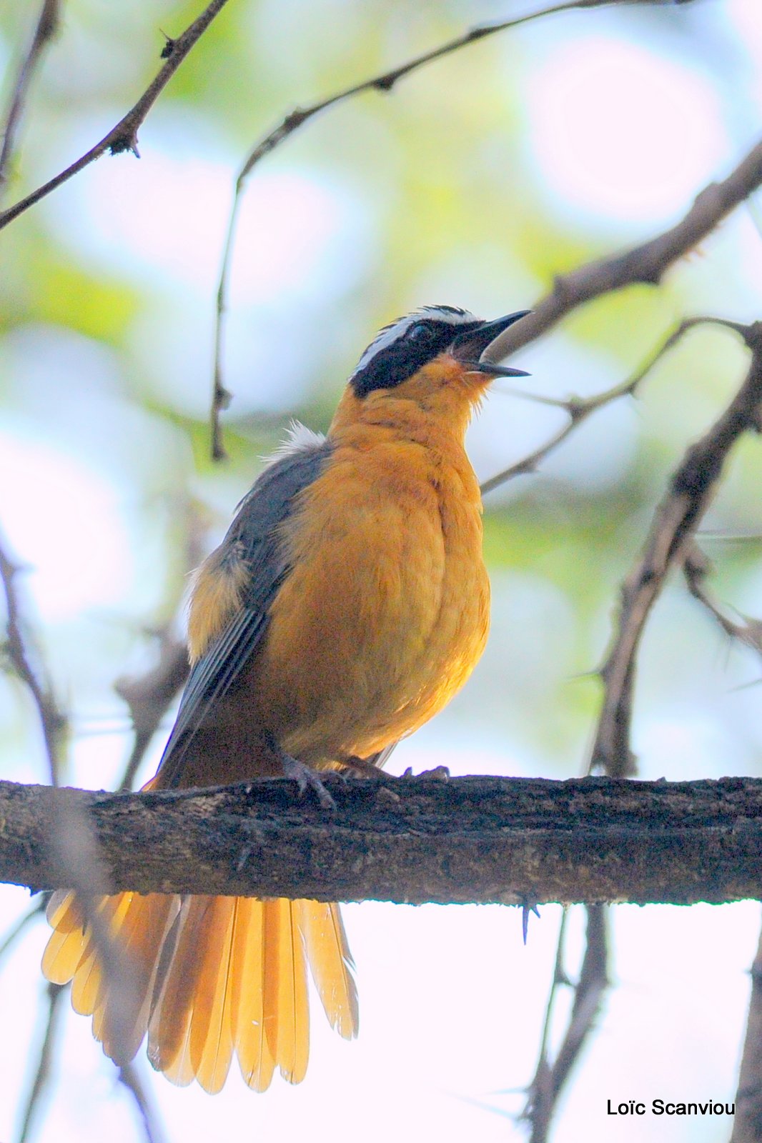 Cossyphe de Heuglin/White-browed Robin-chat (1)