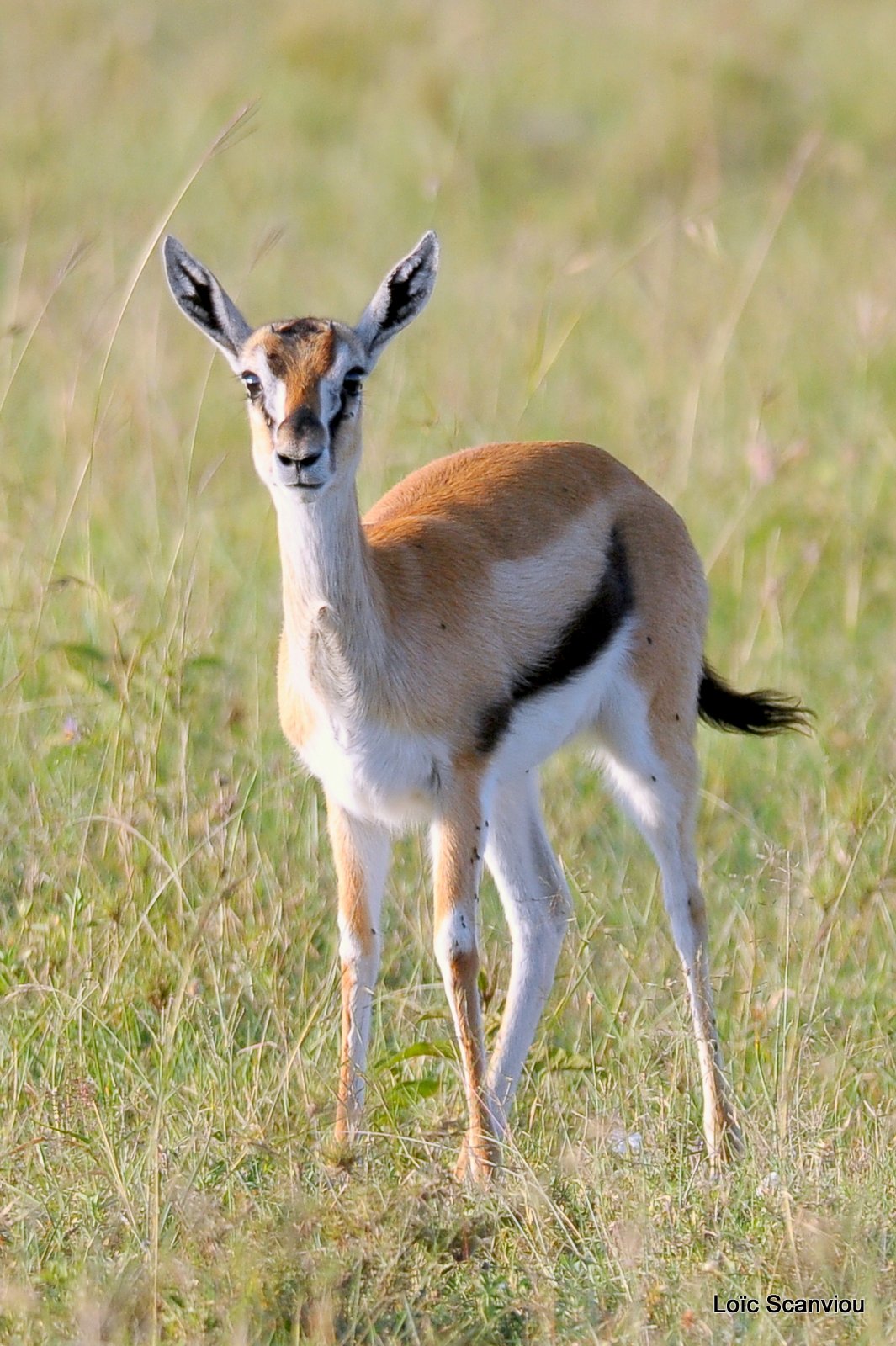 Gazelle de Thomson (4)