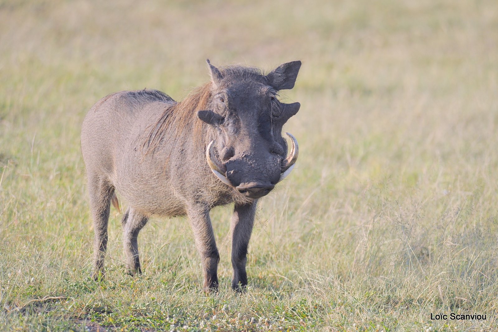 Phacochère/Warthog (1)