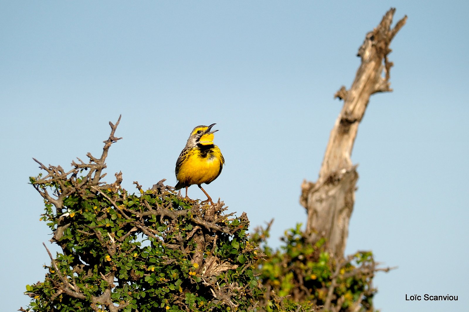 Pipit doré/Golden Pipit (1)