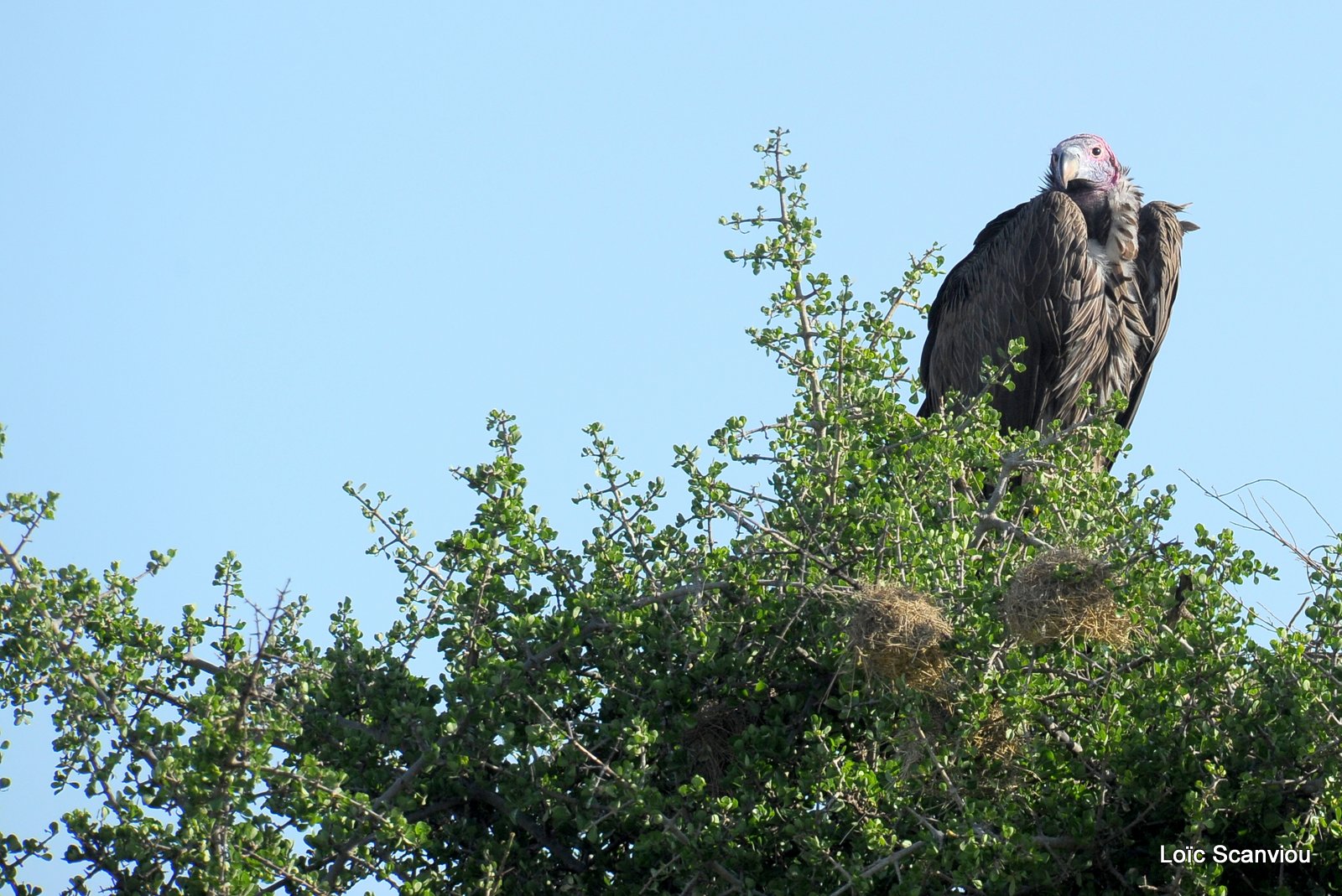 Vautour oricou/Lappet-faced Vulture (1)