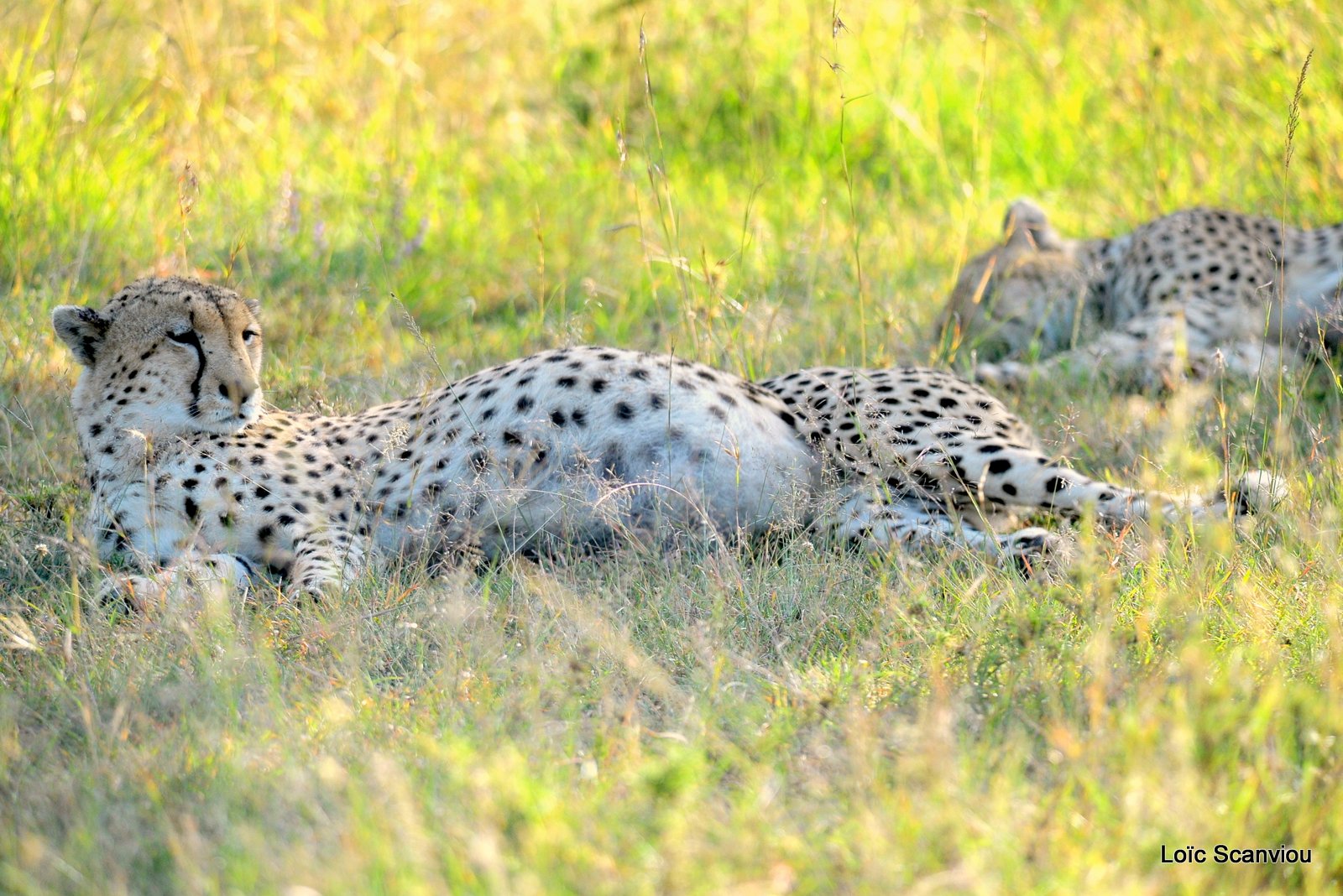 Guépard/Cheetah (7)