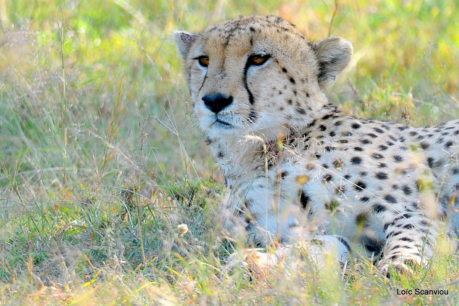 Guépard/Cheetah (8)