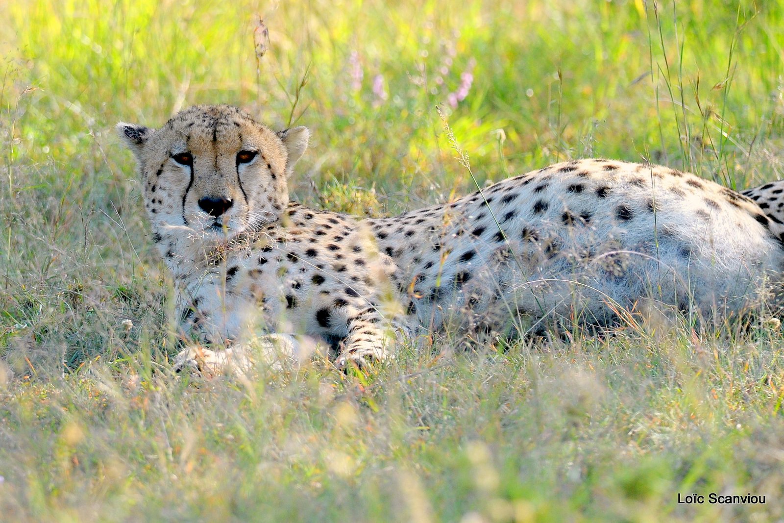 Guépard/Cheetah (9)