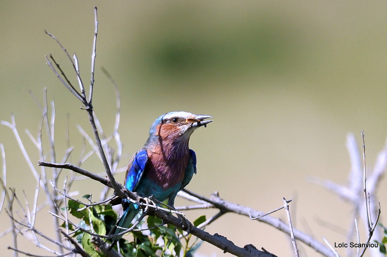 Rollier à longs brins/Lilac-breasted Roller (1)