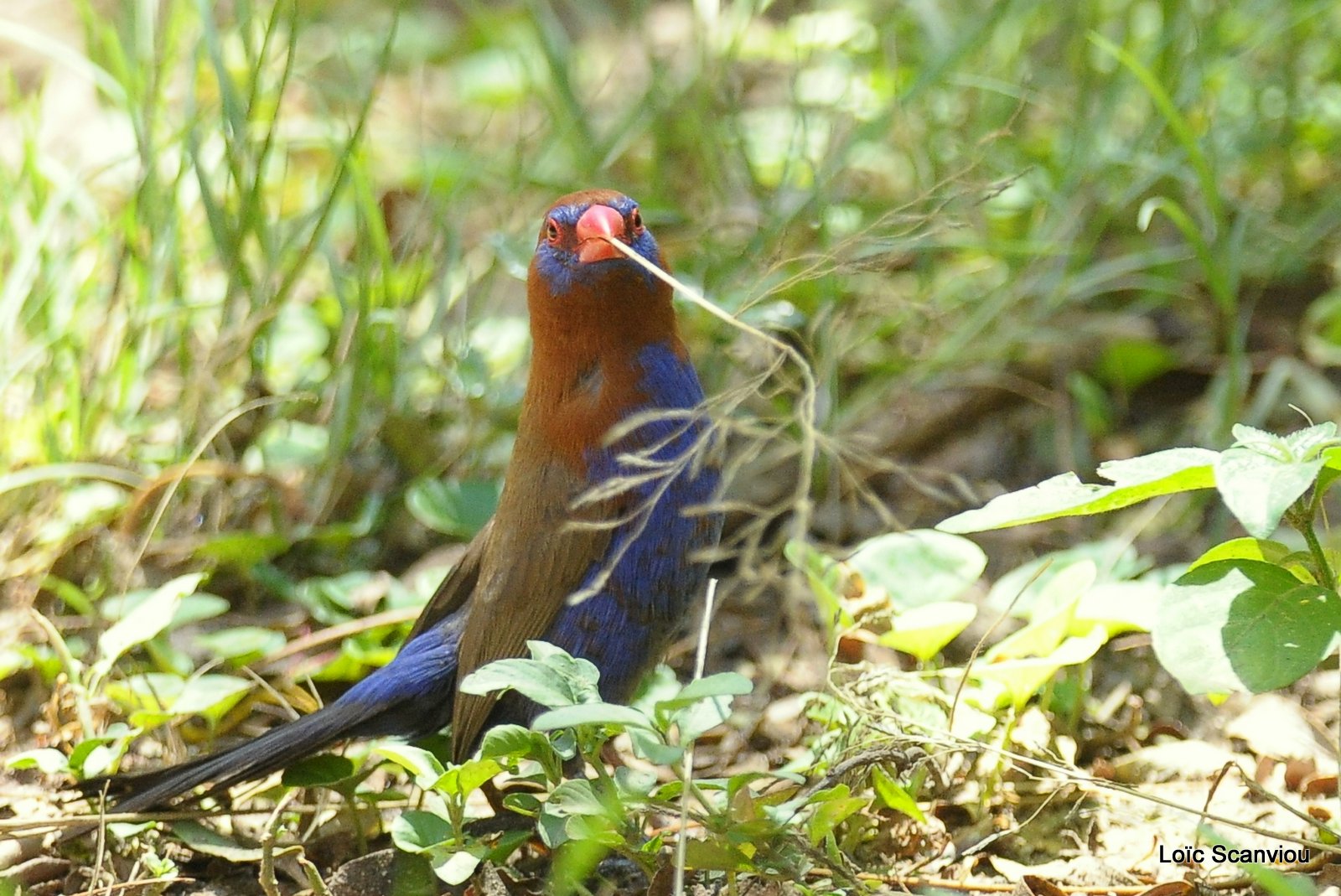 Cordonbleu violacé/Purple Grenadier (1)