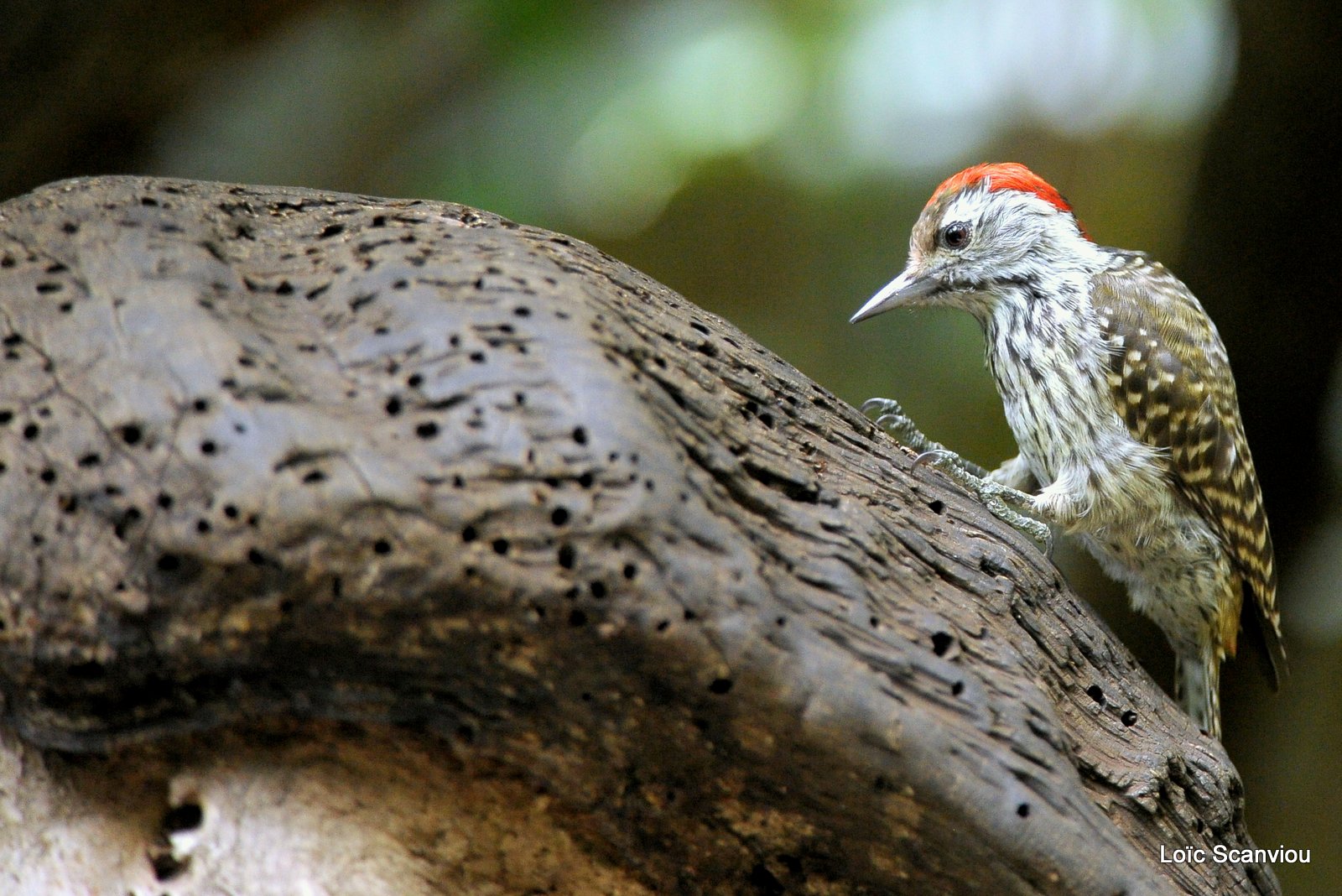 Pivert de Nubie/Nubian Woodpecker (1)