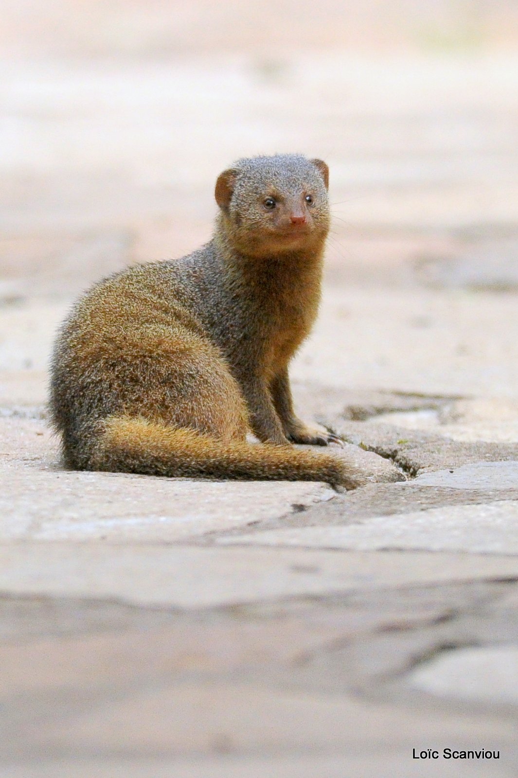 Mangouste/Mongoose (1)