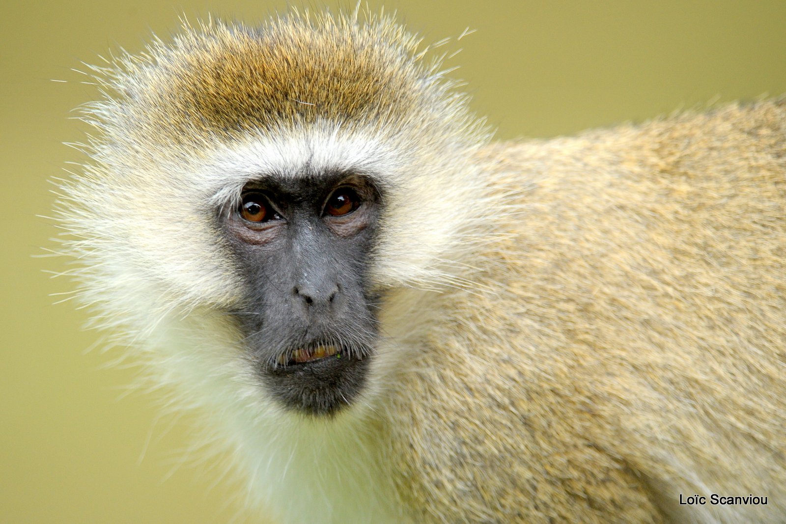 Vervet/Vervet Monkey (1)