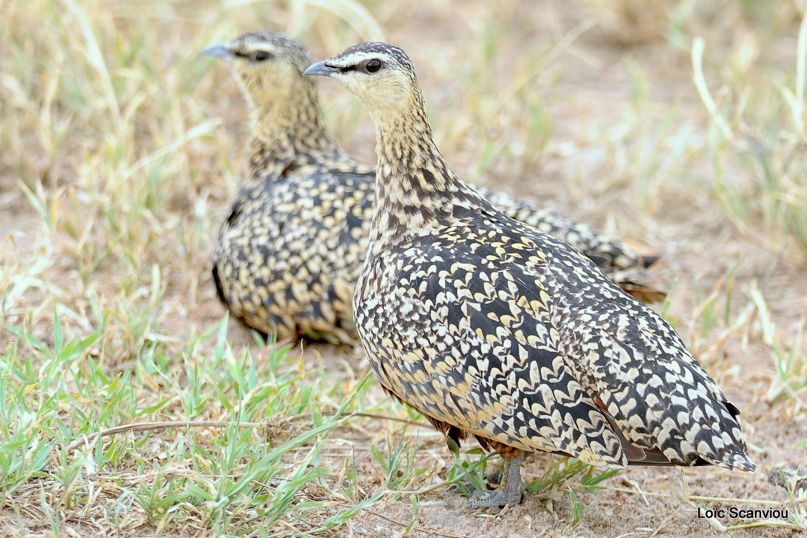 Ganga/Sandgrouse (1)