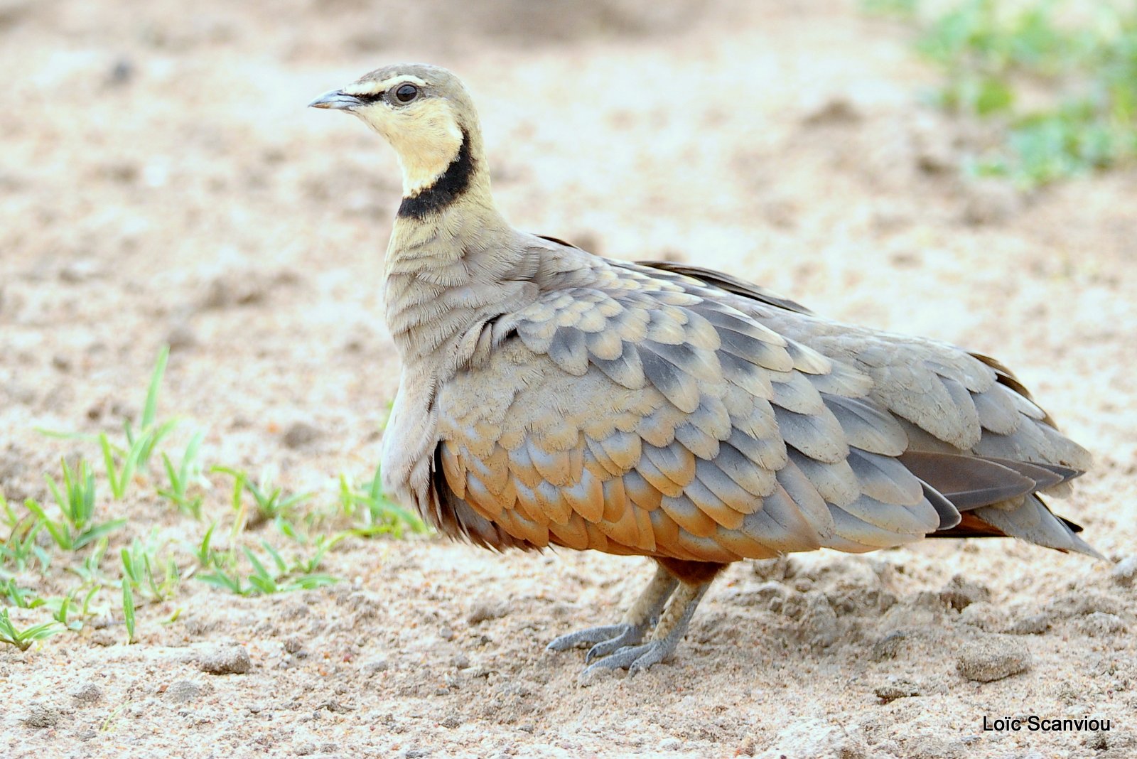 Ganga/Sandgrouse (2)