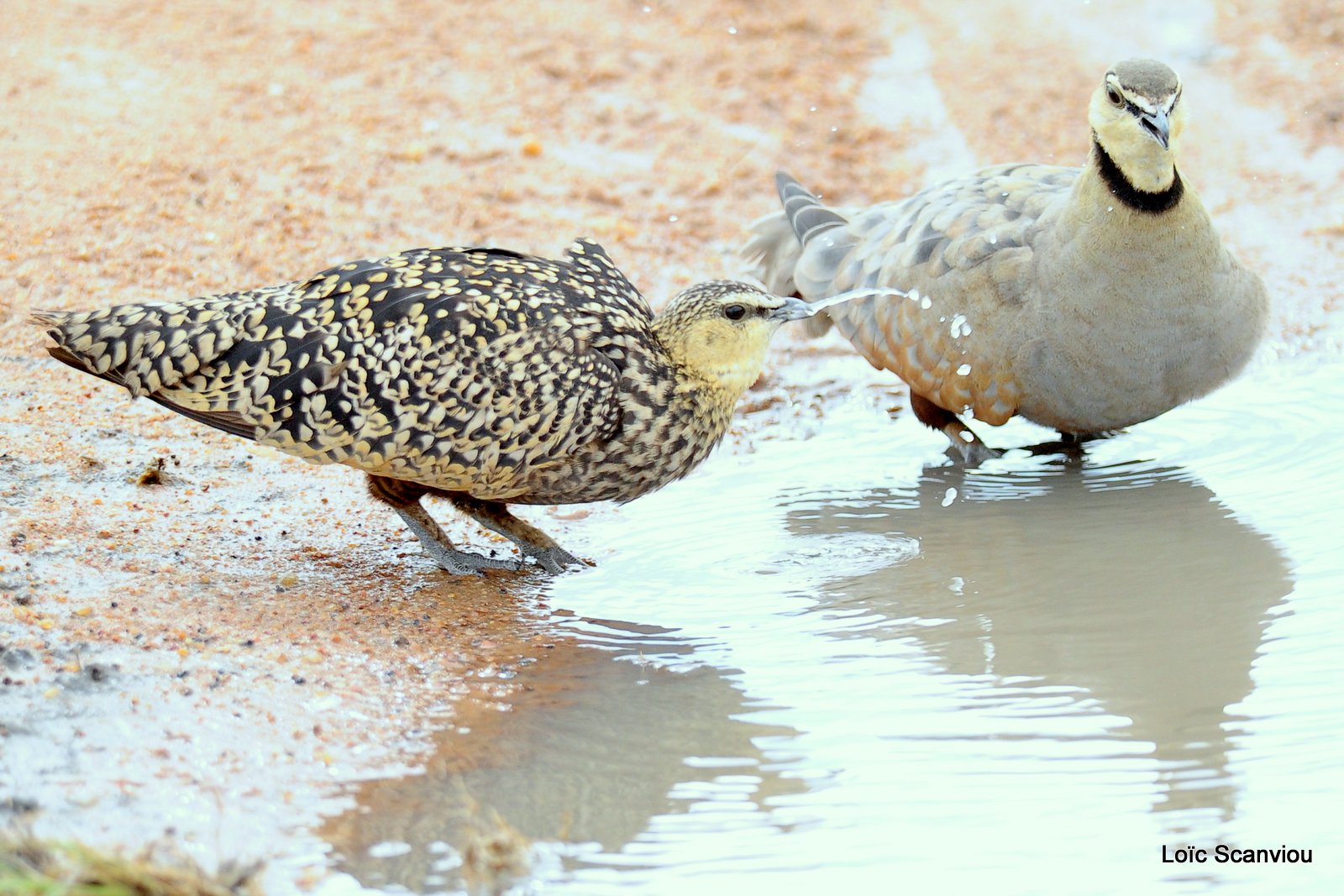 Ganga/Sandgrouse (4)