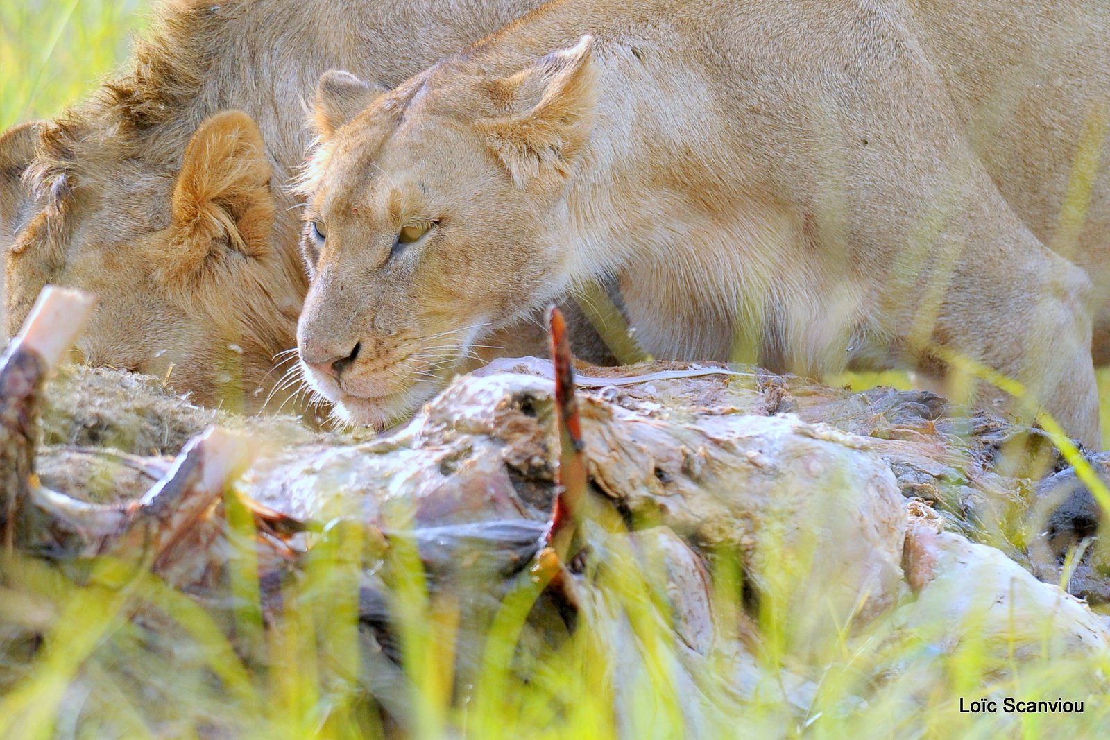 Repas de lion/Lion eating (4)