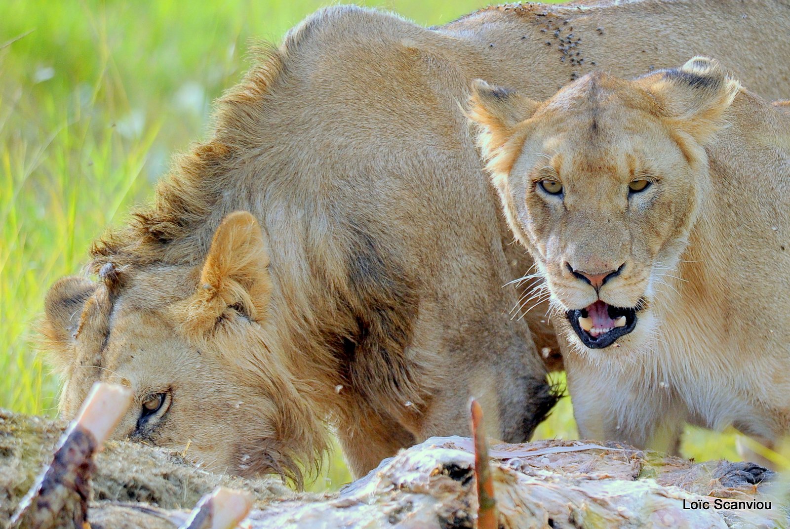 Repas de lion/Lion eating (5)