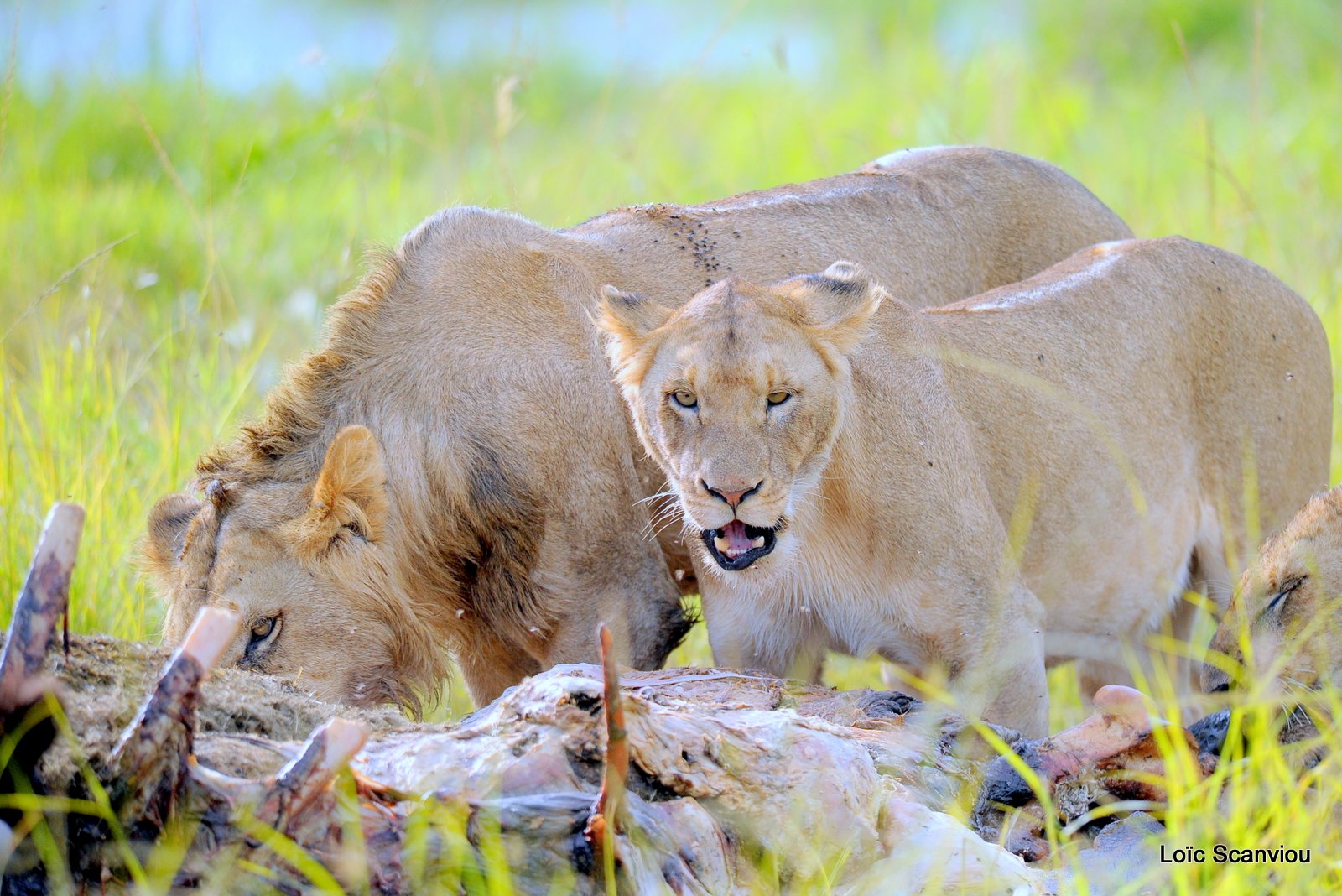 Repas de lion/Lion eating (6)