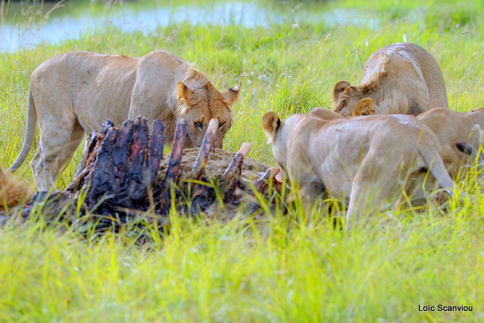 Repas de lion/Lion eating (7)