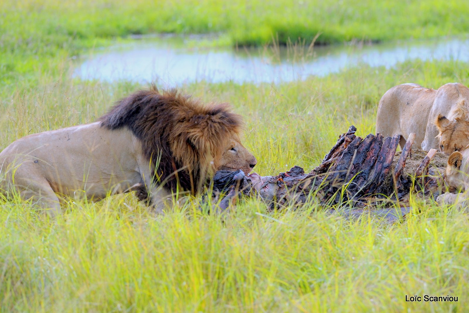 Repas de lion/Lion eating (8)