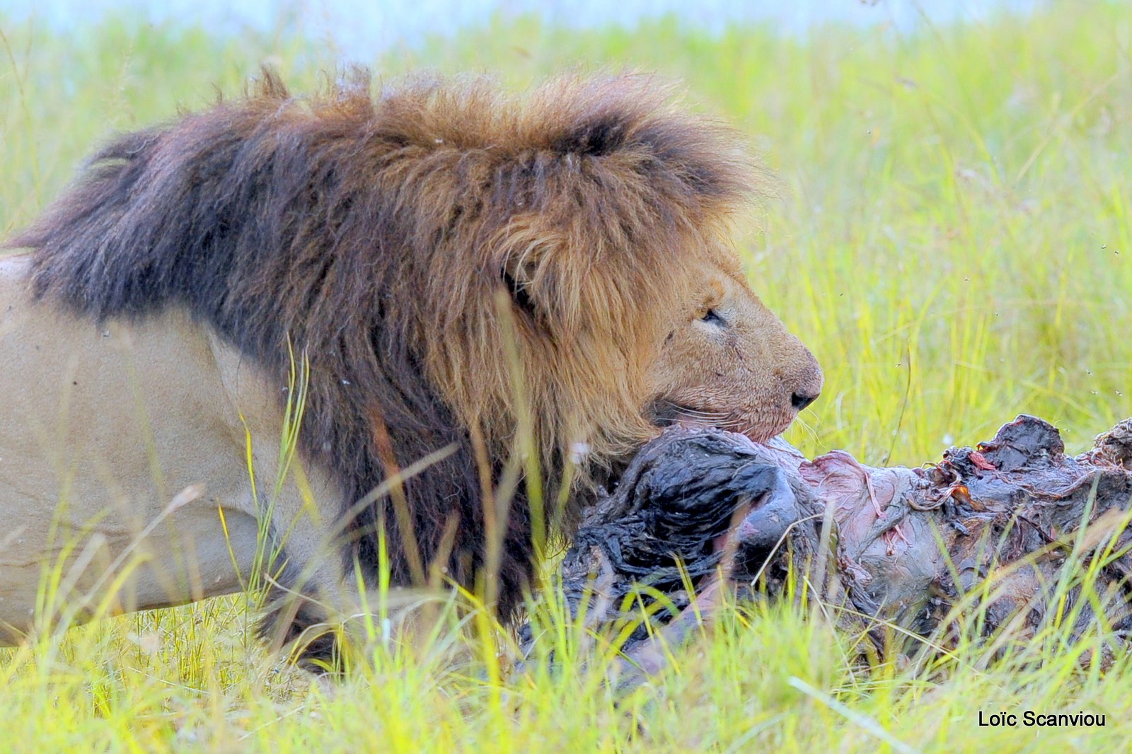 Repas de lion/Lion eating (9)