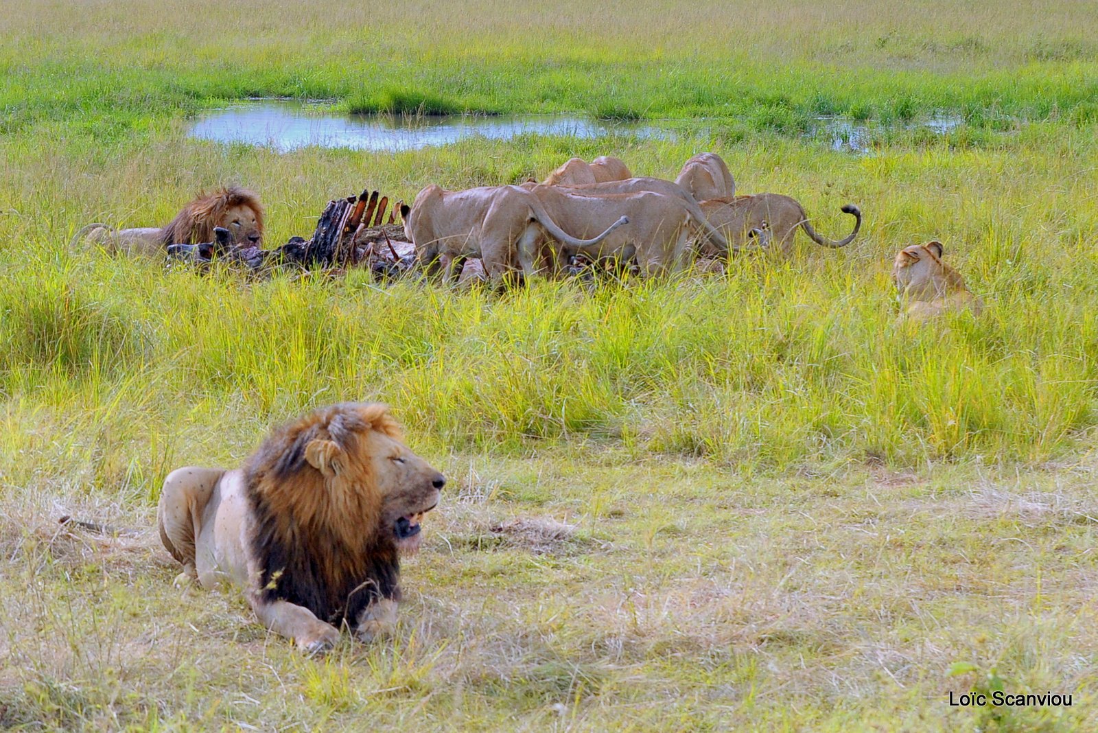 Repas de lion/Lion eating (10)