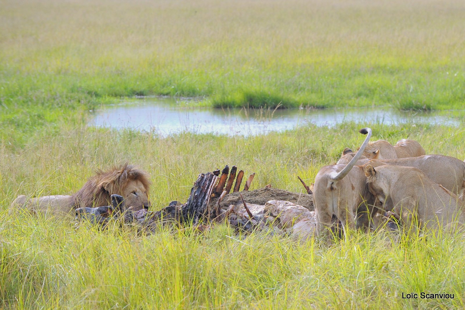 Repas de lion/Lion eating (11)