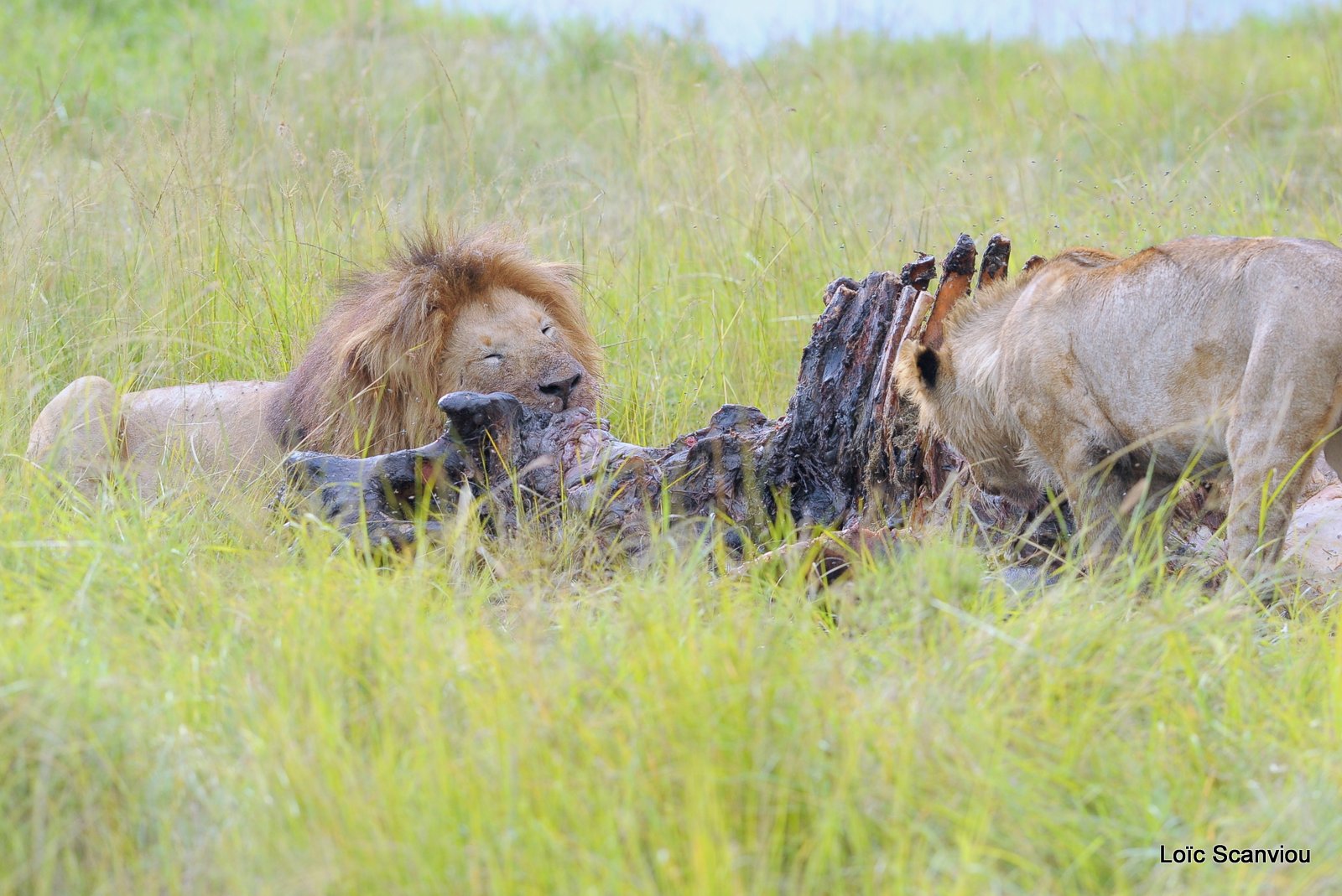 Repas de lion/Lion eating (12)