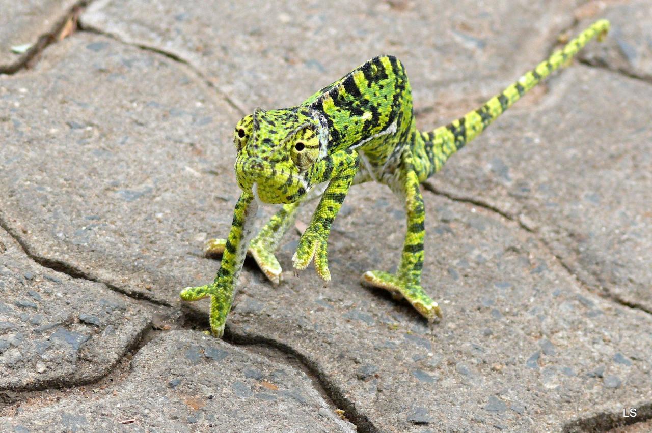 Caméléon/Chameleon (1)