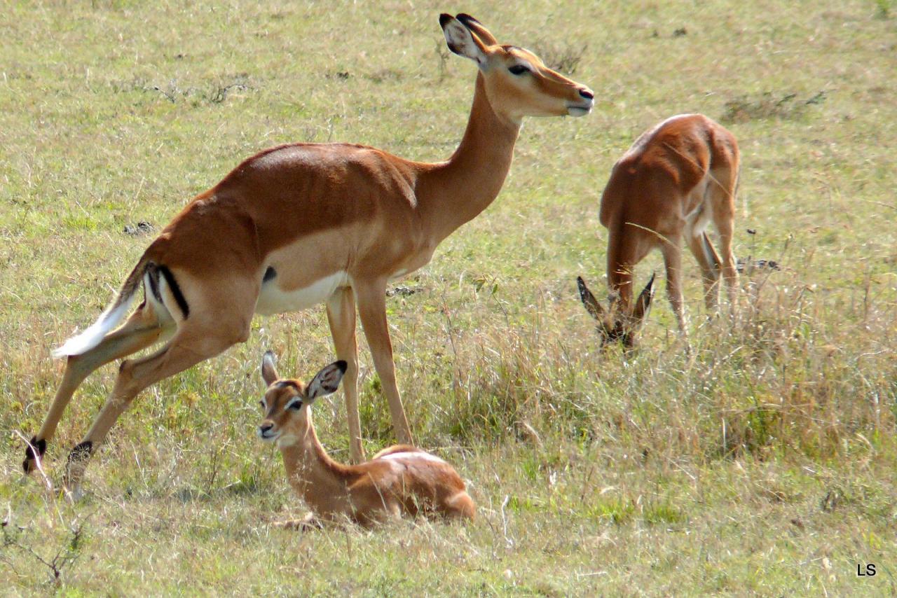 Impala (2)