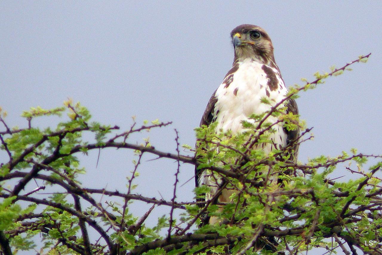 Buse augure/Augure Buzzard (2)