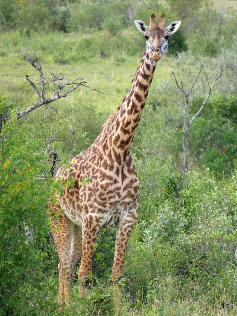 Girafe masaï/Masai Giraffe (2)