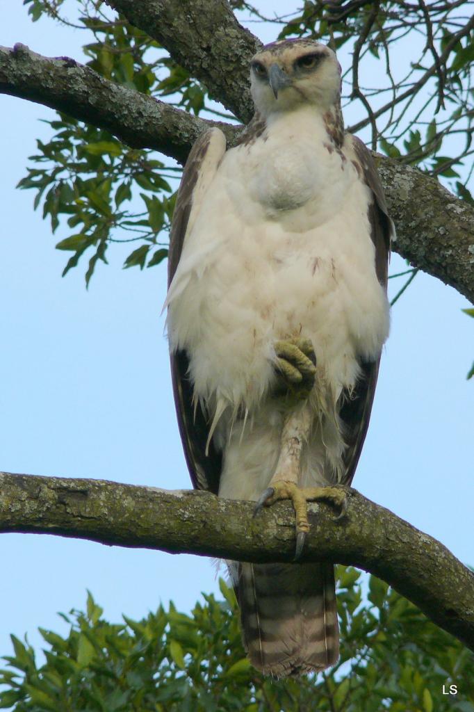 Aigle martial juvénile/Juvenile Martial Eagle (1)