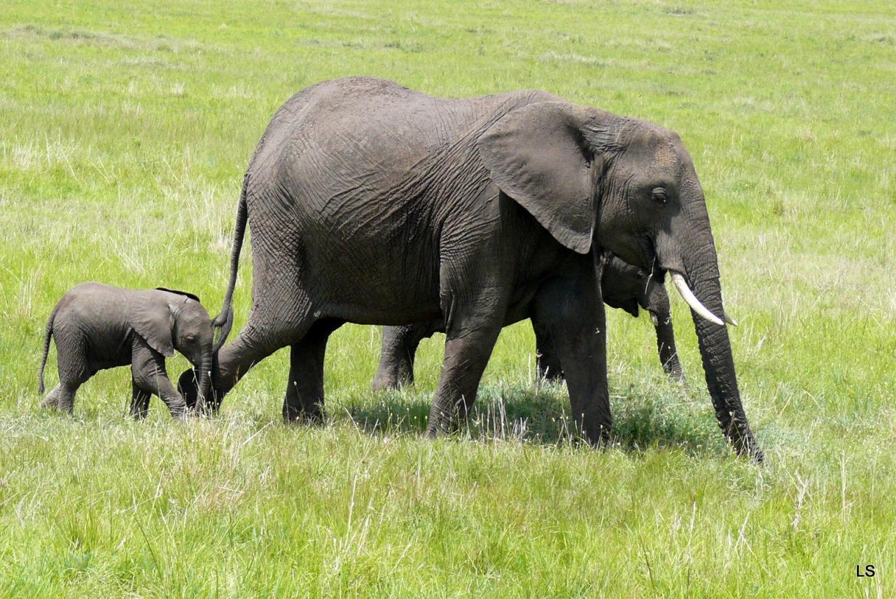 Éléphant d'Afrique/African Savanna Elephant (1)