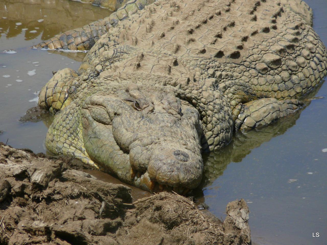 Crocodile du Nil/Nile Crocodile (1)