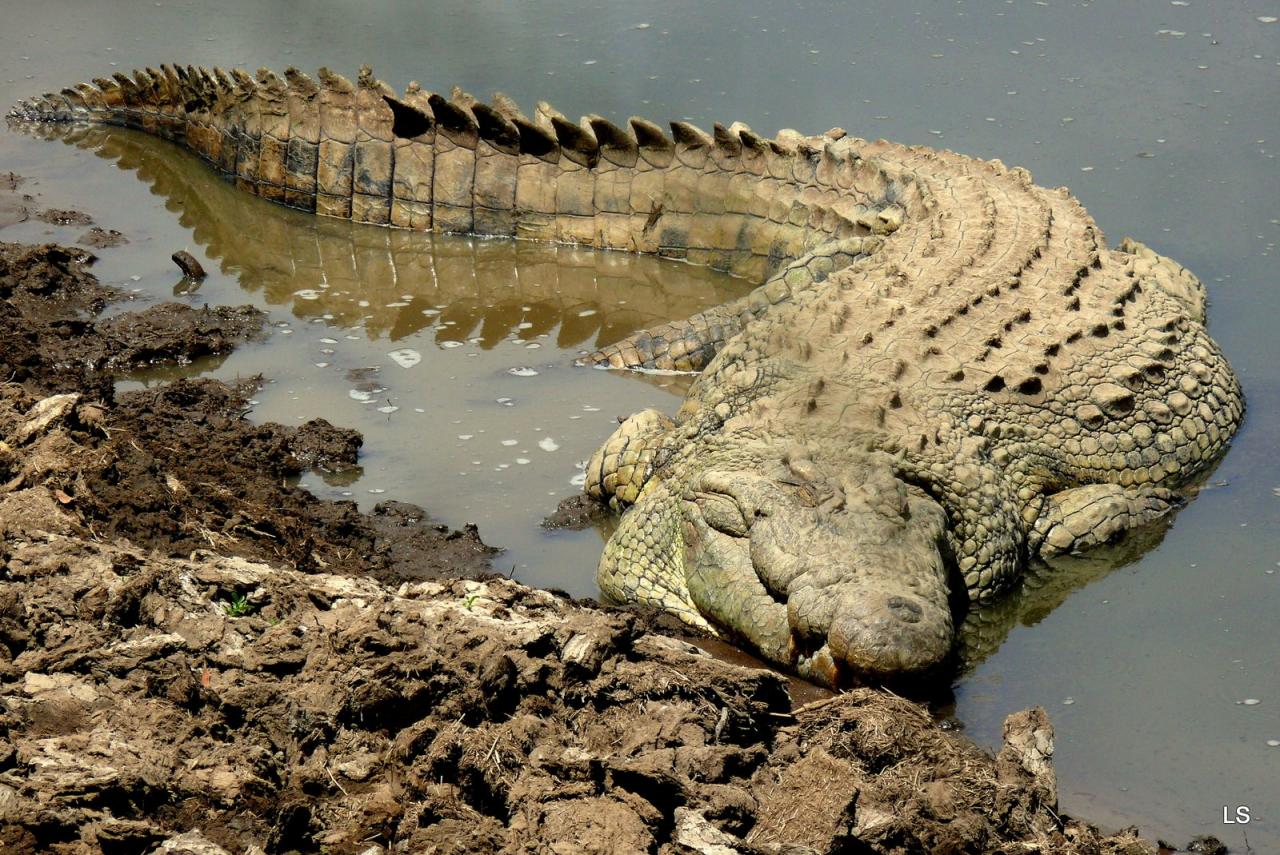 Crocodile du Nil/Nile Crocodile (2)