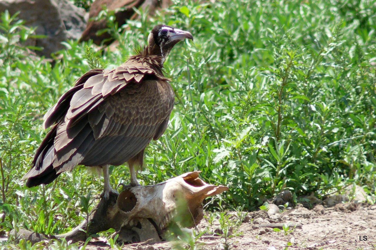 Vautour charognard/Hooded Vulture (1)