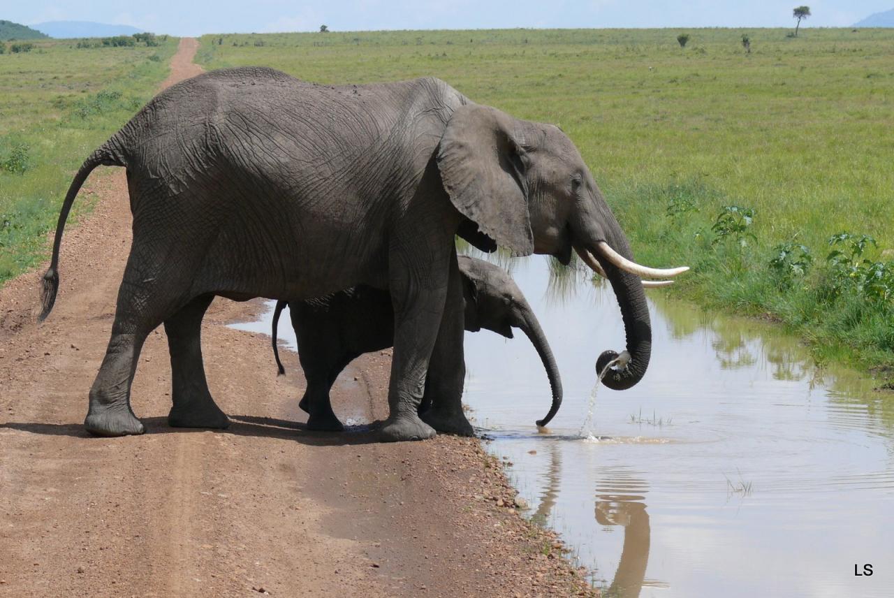 Éléphant d'Afrique/African Savanna Elephant (2)