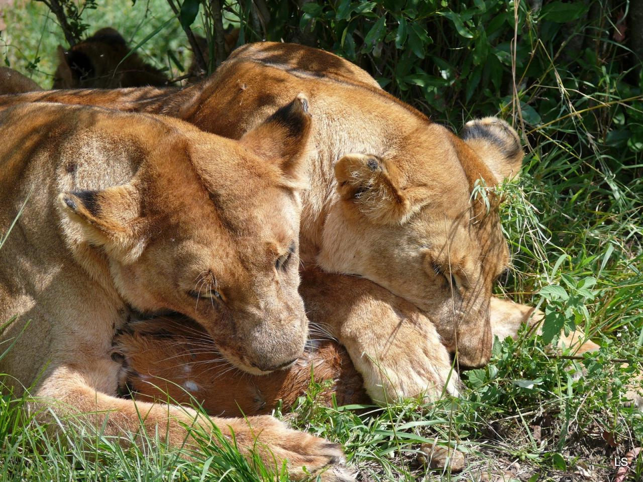 Repas de lion (1)