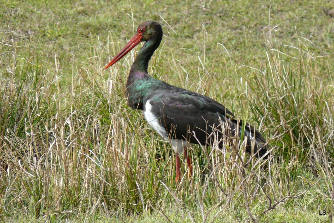 Cigogne d'Abdim/Abdim's Stork (1)