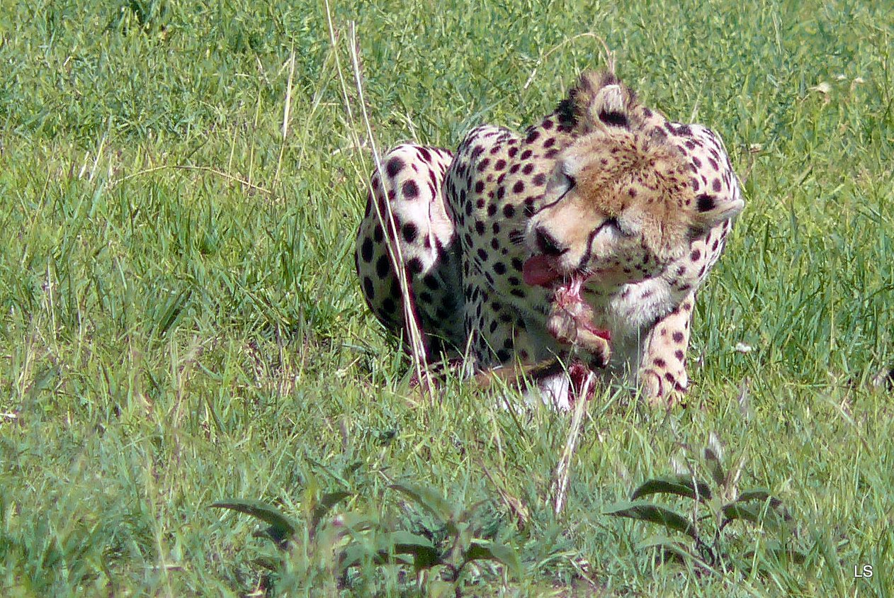 Guépard/Cheetah (1)