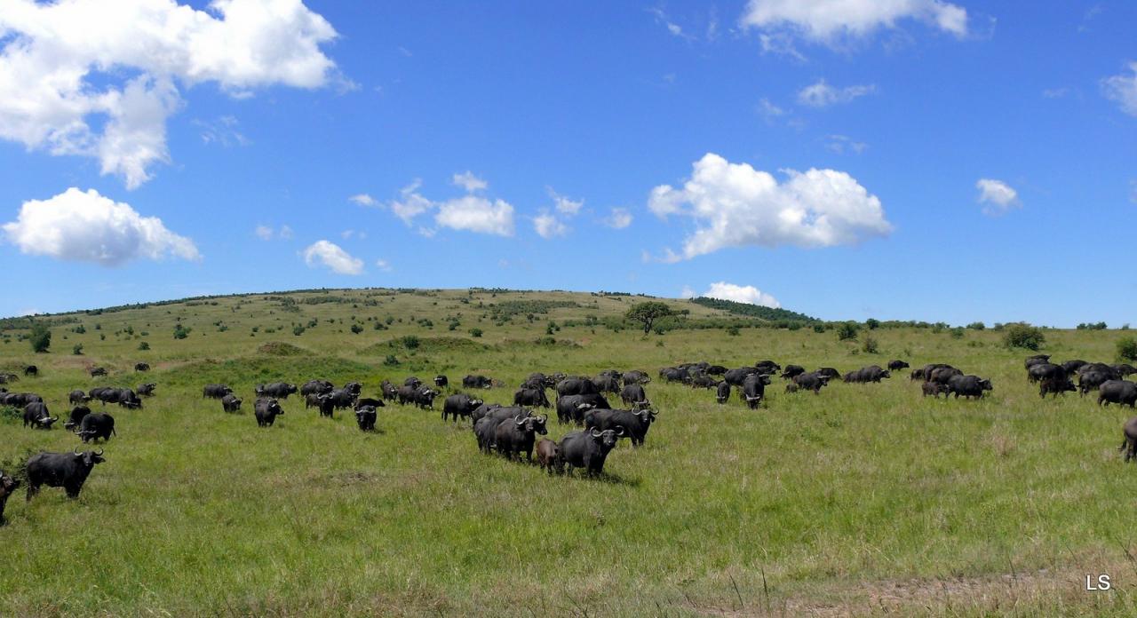 Buffle du Cap/Cape Buffalo (3)