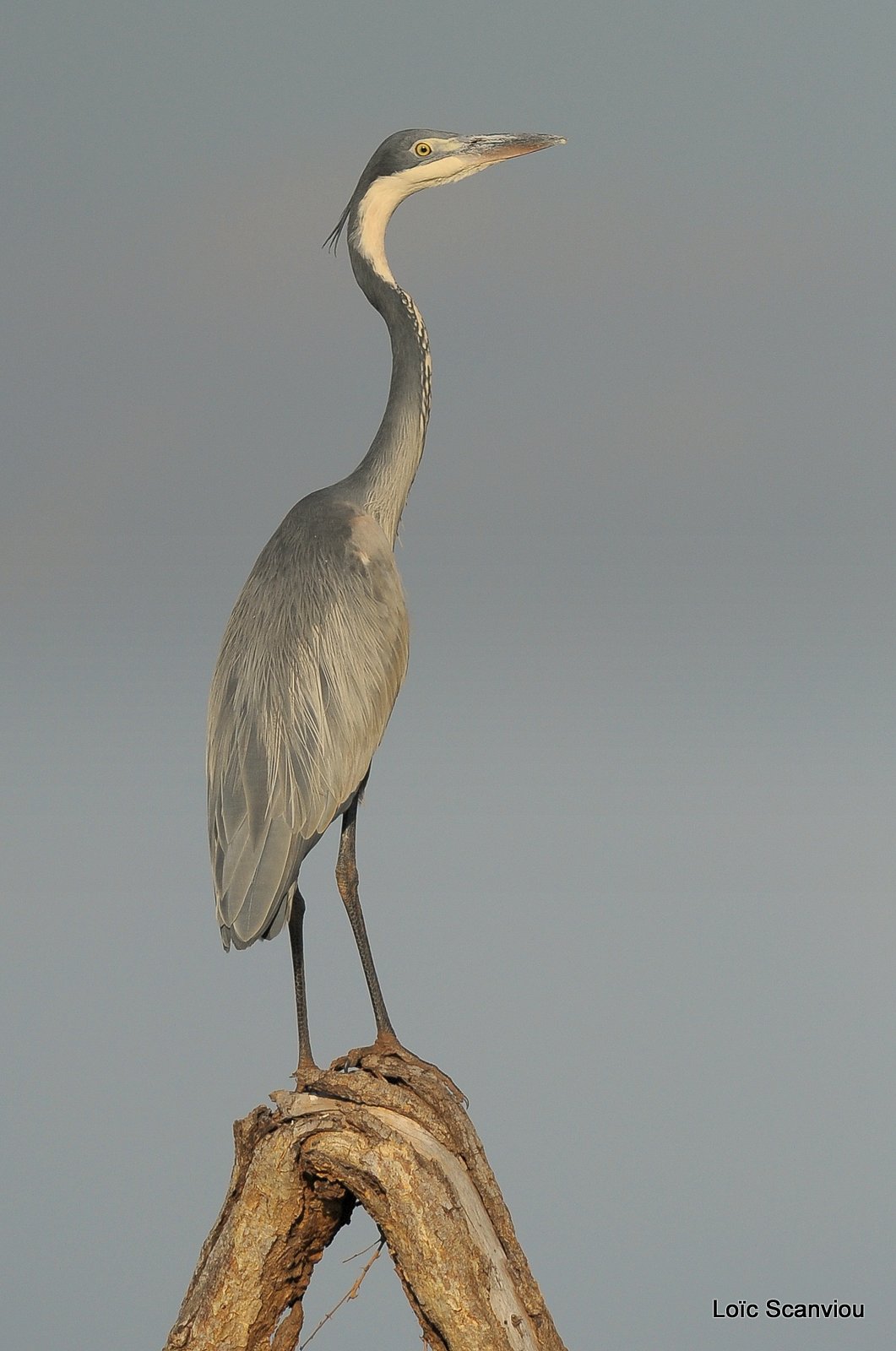 Héron cendré/Grey Heron (2)