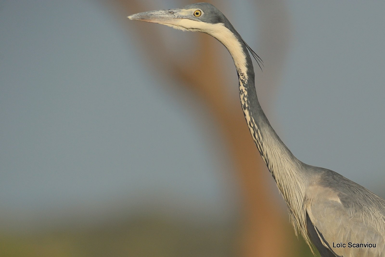 Héron cendré/Grey Heron (3)